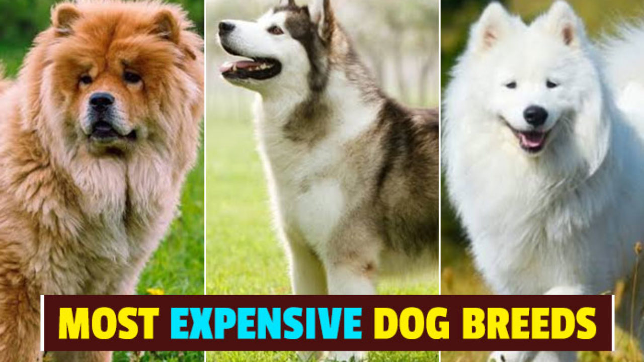 pictures of expensive dogs